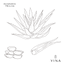 Aloe Vera Leaf* - YINA