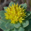 MATERIA MEDICA: RHODIOLA - A Smart Botanical 红景天 - YINA