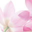 MATERIA MEDICA: SACRED LOTUS 荷花 - YINA