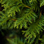 Why Christmas trees are good for you and your skin - YINA