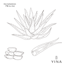 Aloe Vera Leaf* - YINA