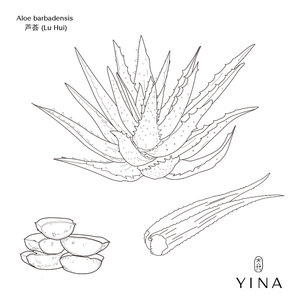 Aloe Vera Leaf* - YINA