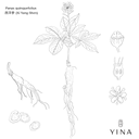American Ginseng - YINA