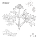 Angelica Root - YINA