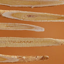 Astragalus - An Immunity- Boosting Adaptogen - YINA