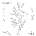 Astragalus Root* - YINA