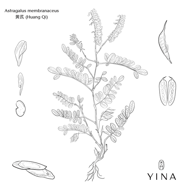 Astragalus Root* - YINA
