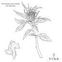 Bai Zhu Root* - YINA