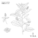 Bakuchiol Seed - YINA