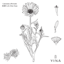 Calendula Flowers* - YINA