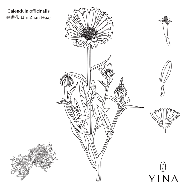 Calendula Flowers* - YINA