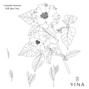 Camellia Seed* - YINA