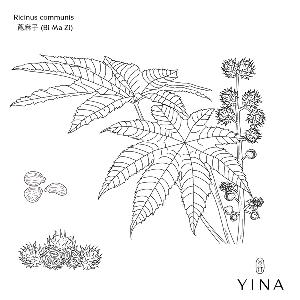 Castor Seed* - YINA