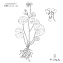 Centella - Gotu Kola - YINA