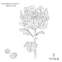 Chrysanthemum Flowers - YINA