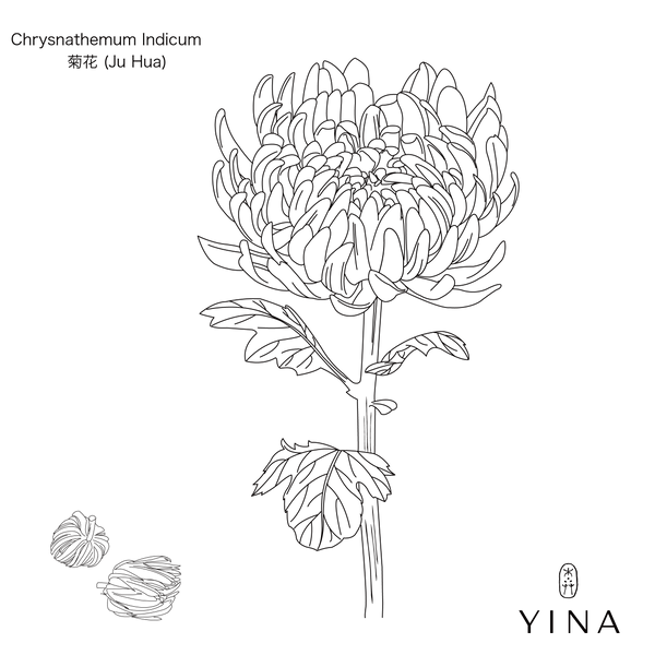 Chrysanthemum Flowers - YINA