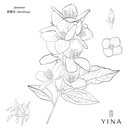 Dawn Blooming Jasmine - YINA