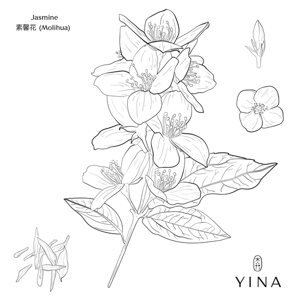 Dawn Blooming Jasmine - YINA