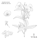 Evening Primrose* - YINA