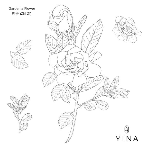 Gardenia Flower - YINA