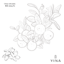 Green Mandarin - YINA