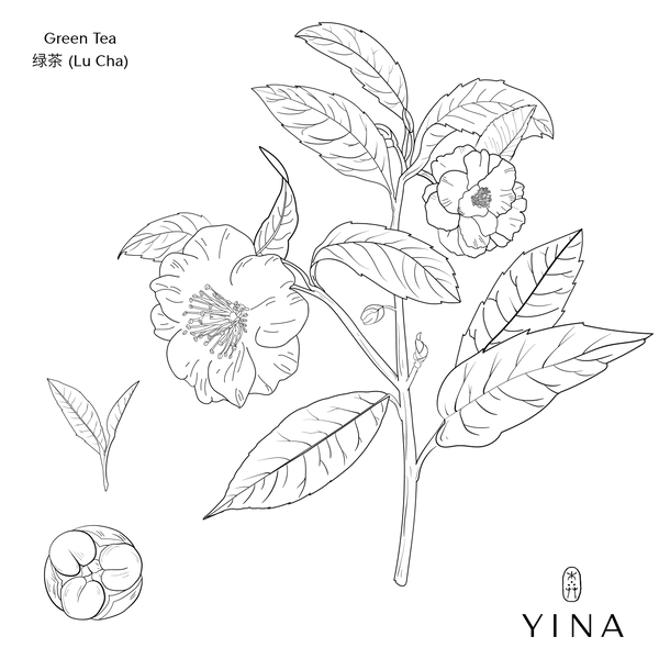 Green Tea* - YINA