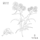 Gypsywort - YINA