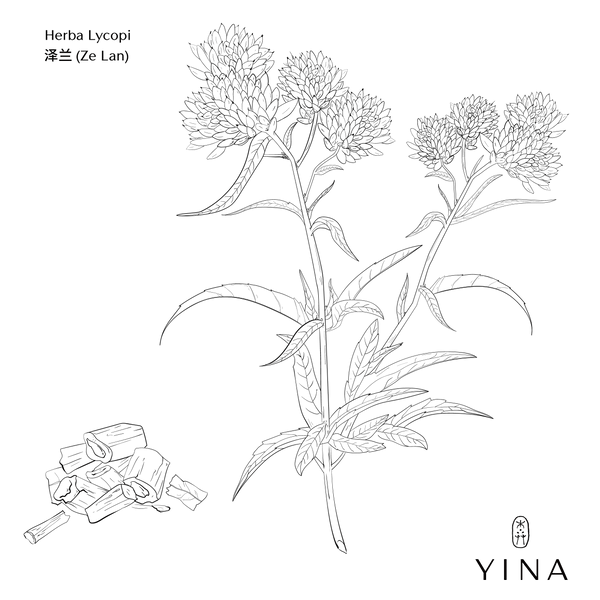 Gypsywort - YINA