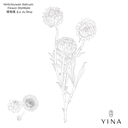 Helichrysum Flowers* - YINA