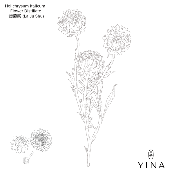 Helichrysum Flowers* - YINA