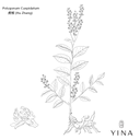 Japanese Knotweed - YINA