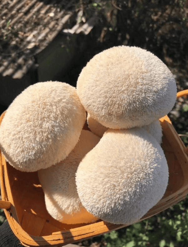 Lion's Mane Mushroom - An Ally For Brain Health - YINA