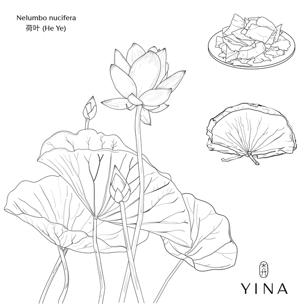 Lotus Leaf+ - YINA