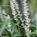 MATERIA MEDICA: OPHIOPOGON 麦门冬 - YINA