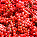 MATERIA MEDICA - SCHISANDRA BERRIES 五味子 - YINA