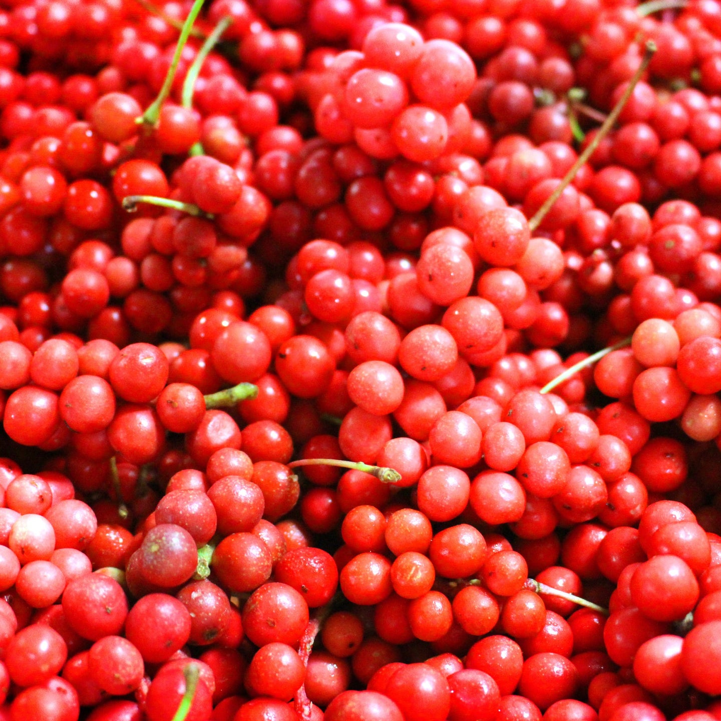 MATERIA MEDICA - SHISANDRA BERRIES 五味子 - YINA