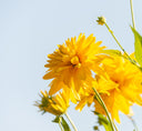 MATERIA MEDICA - WILD CHRYSANTHEMUM 野菊花 - YINA