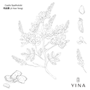 Millettia Vine - YINA