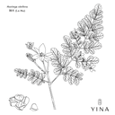 Moringa Seed* - YINA