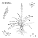 Ophiopogon Tuber - YINA