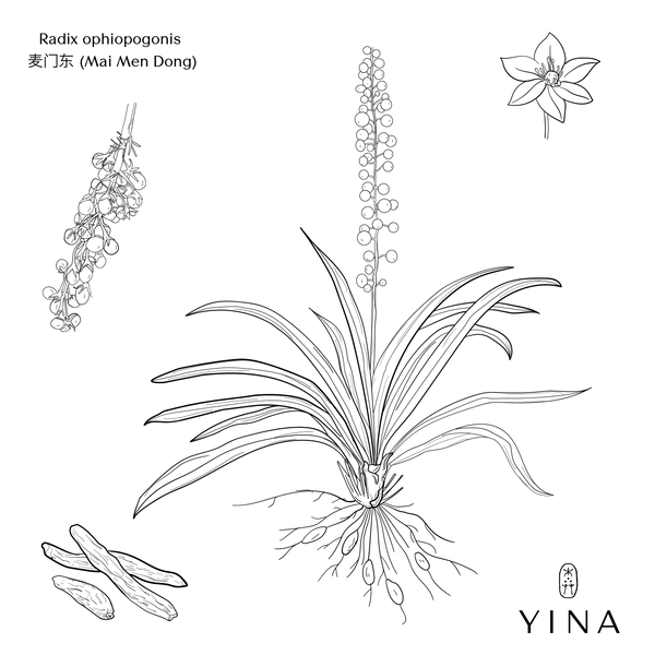 Ophiopogon Tuber - YINA