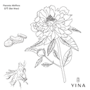 Peony Root - YINA