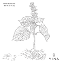 Perilla Seed* - YINA