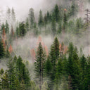 Plant A Tree With Every Order - YINA