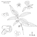 Poria Mushroom* - YINA