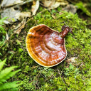 Reishi - Mushroom of Immortality 灵芝 - YINA
