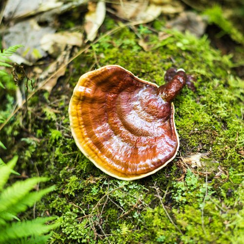 Reishi - Mushroom of Immortality 灵芝 - YINA