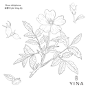 Rosehip Seed* - YINA