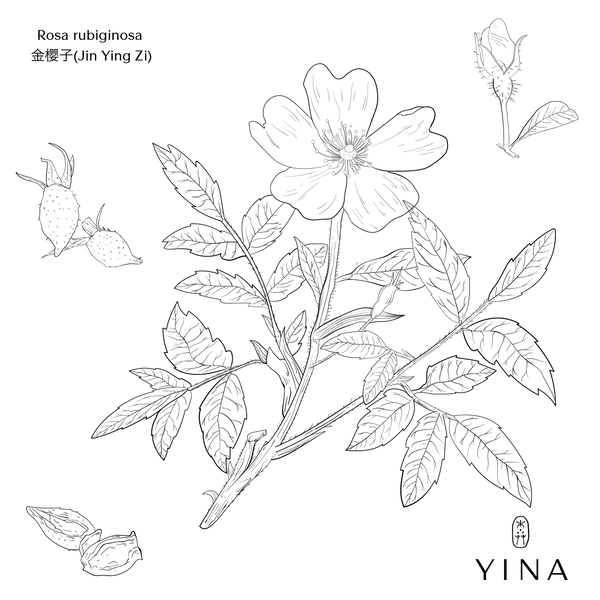 Rosehip Seed* - YINA