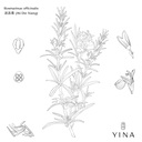 Rosemary Extract* - YINA